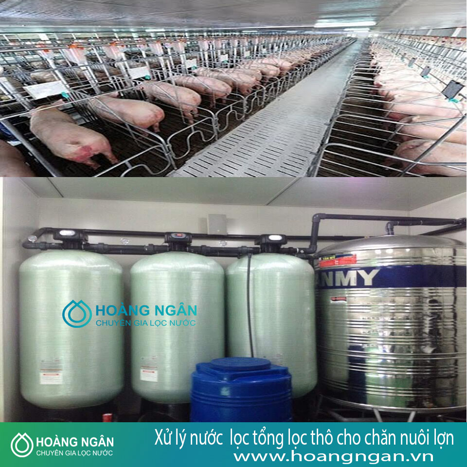 Xử lý nước lọc tổng lọc thô cho chăn nuôi lợn