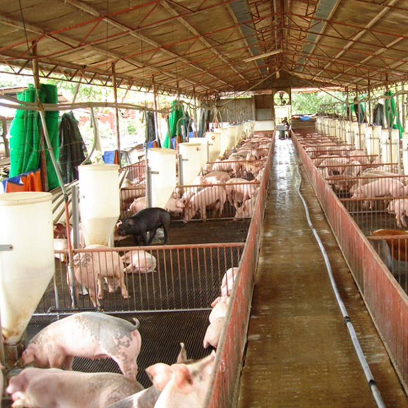 Xử lý nước lọc thô lọc tổng cho chuồng trại, nông trại chăn nuôi